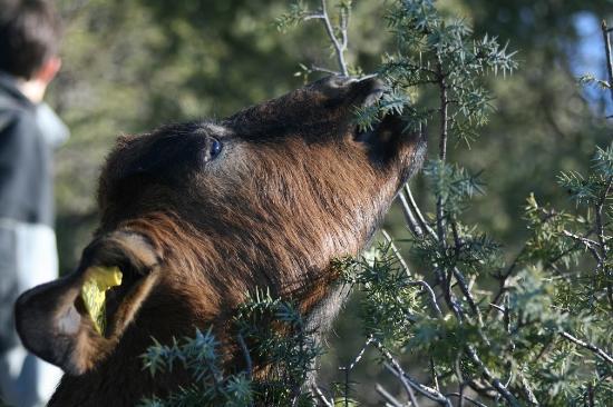 Ferme des Fabrigoules
