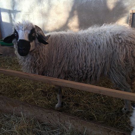 La Ferme des Cabrioles