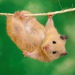 Restaurant Bar Le Cap