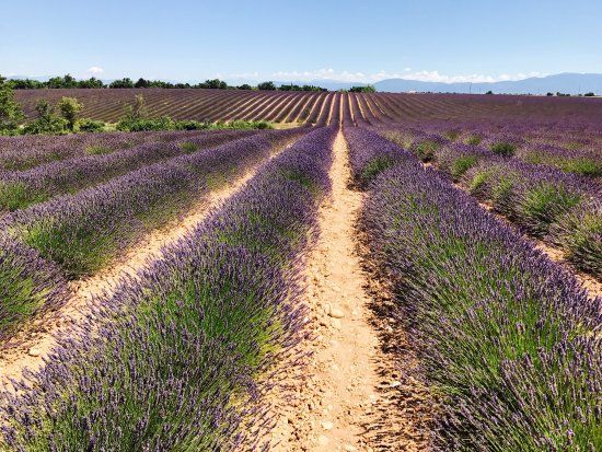 Exploitation agricole Lavandes Angelvin