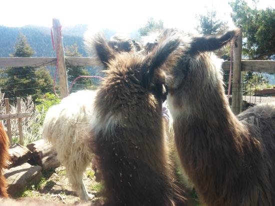 Ferme des Lamas du Mercantour