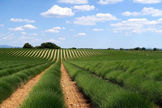 plateau de Valensole