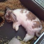 La Taverne de Maitre Kanter