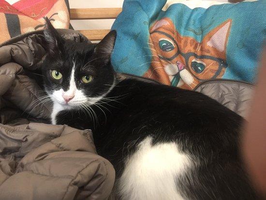 Le Coin des Chat'Mis