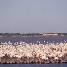 Étang du Fangassier