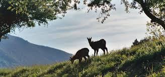 Parc Animalier La Vallée Sauvage