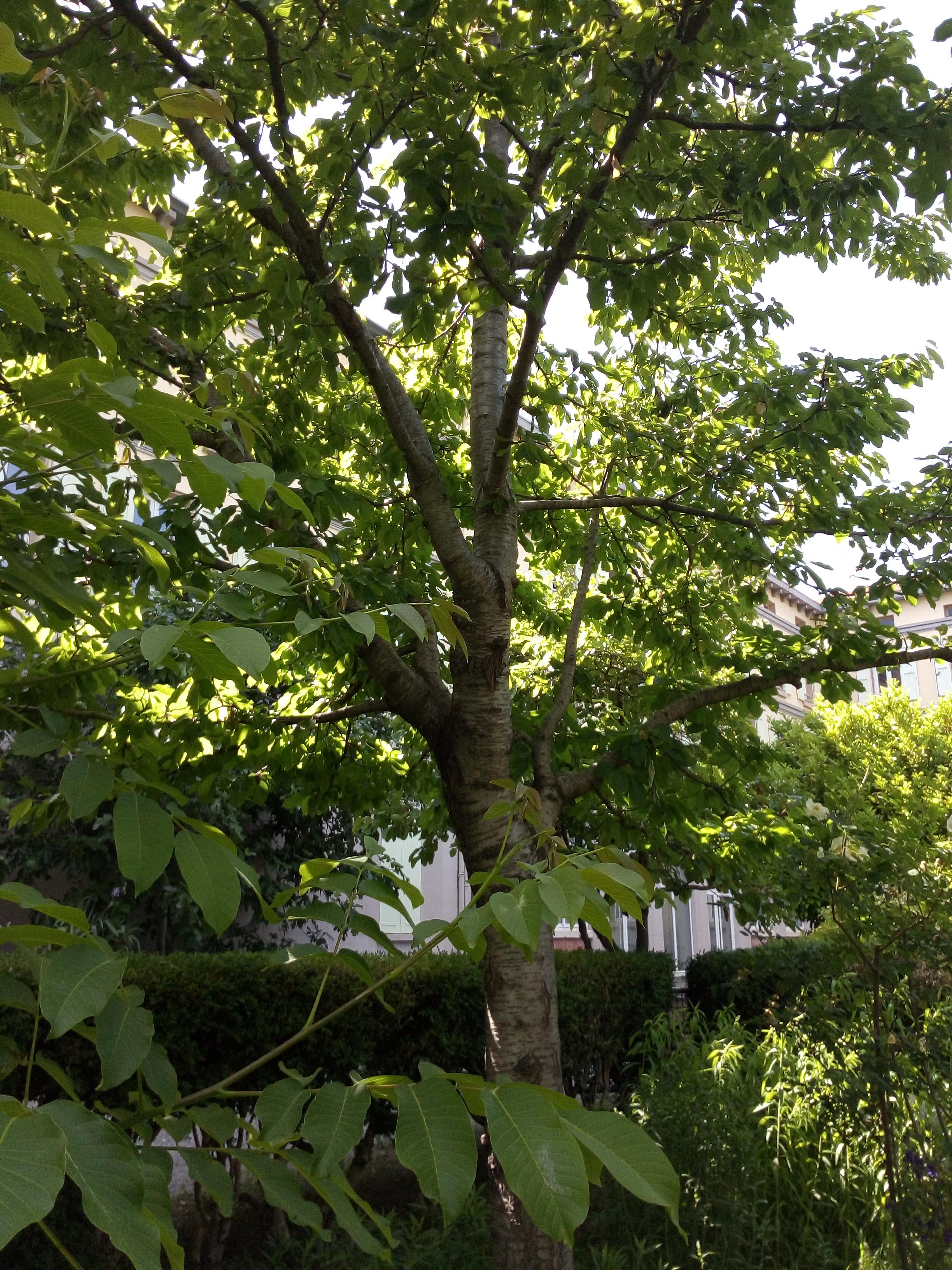 Jardin botanique des Cordeliers