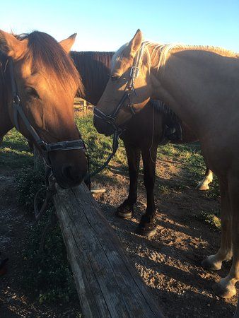Ferme Equestre-Poney Club