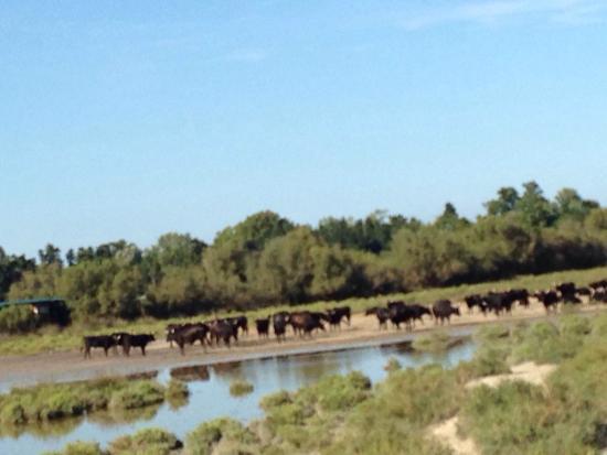 Mejanes en Camargue