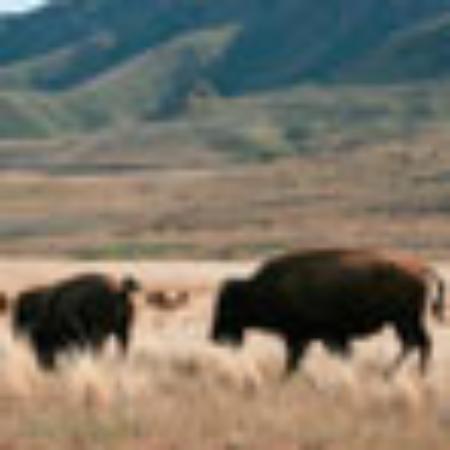 Pizzeria Restaurant les Etoiles